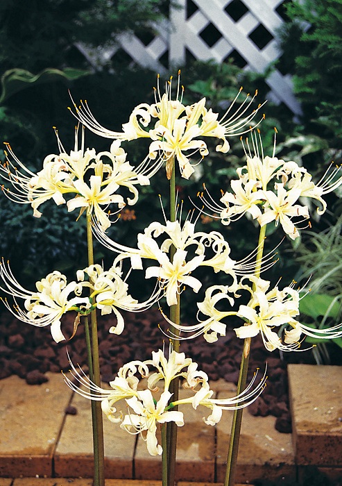 白花ヒガンバナ