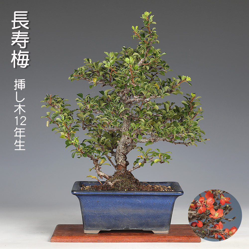 長寿梅