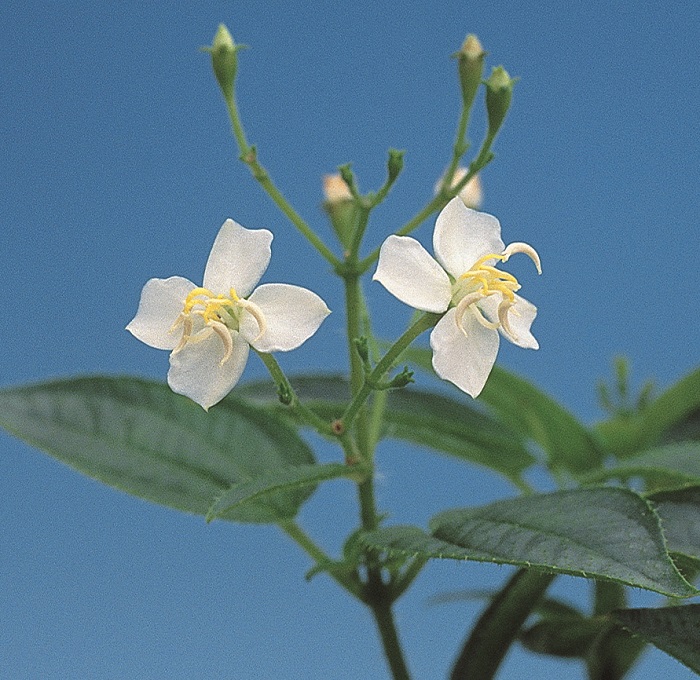 白花ハシカンボク