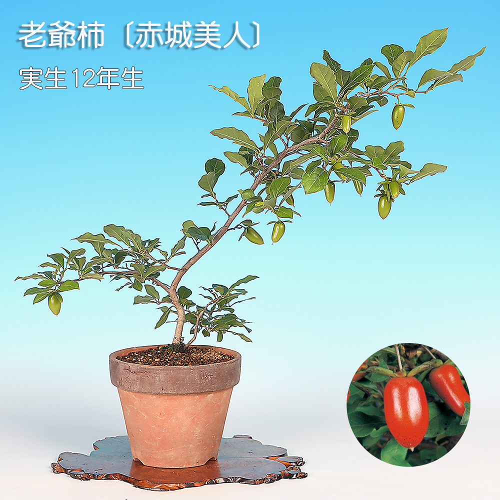 老爺柿〔赤城美人〕
