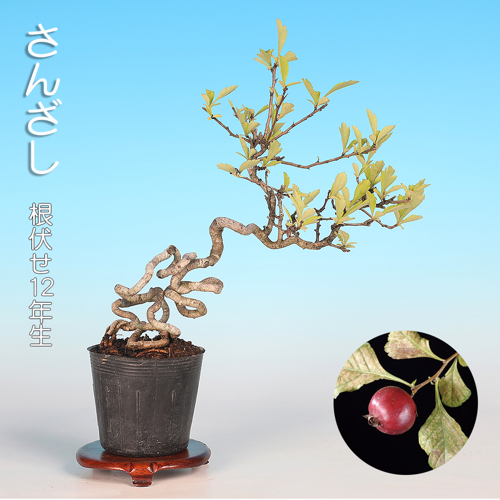 さんざし