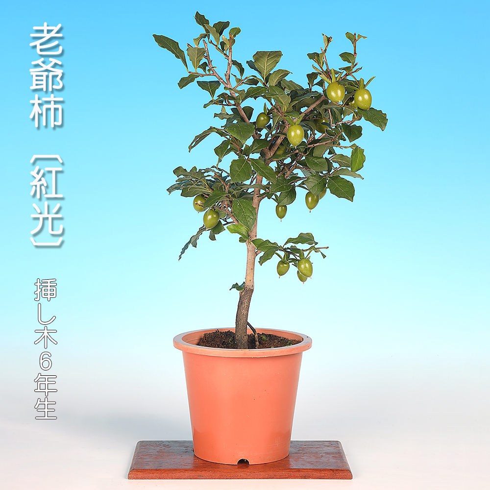 老爺柿〔紅光〕