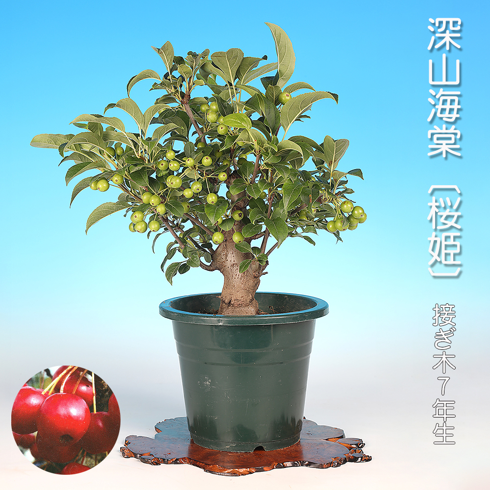 深山海棠〔桜姫〕