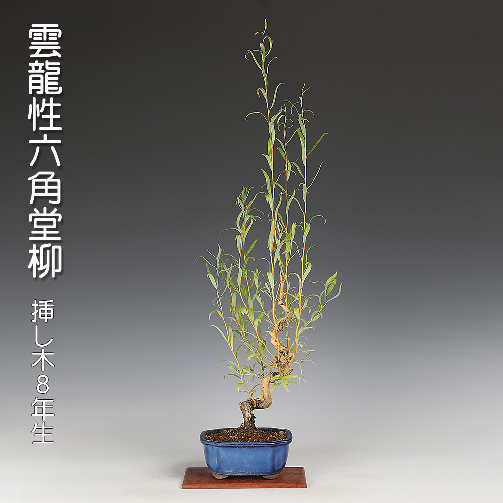 雲龍性六角堂柳