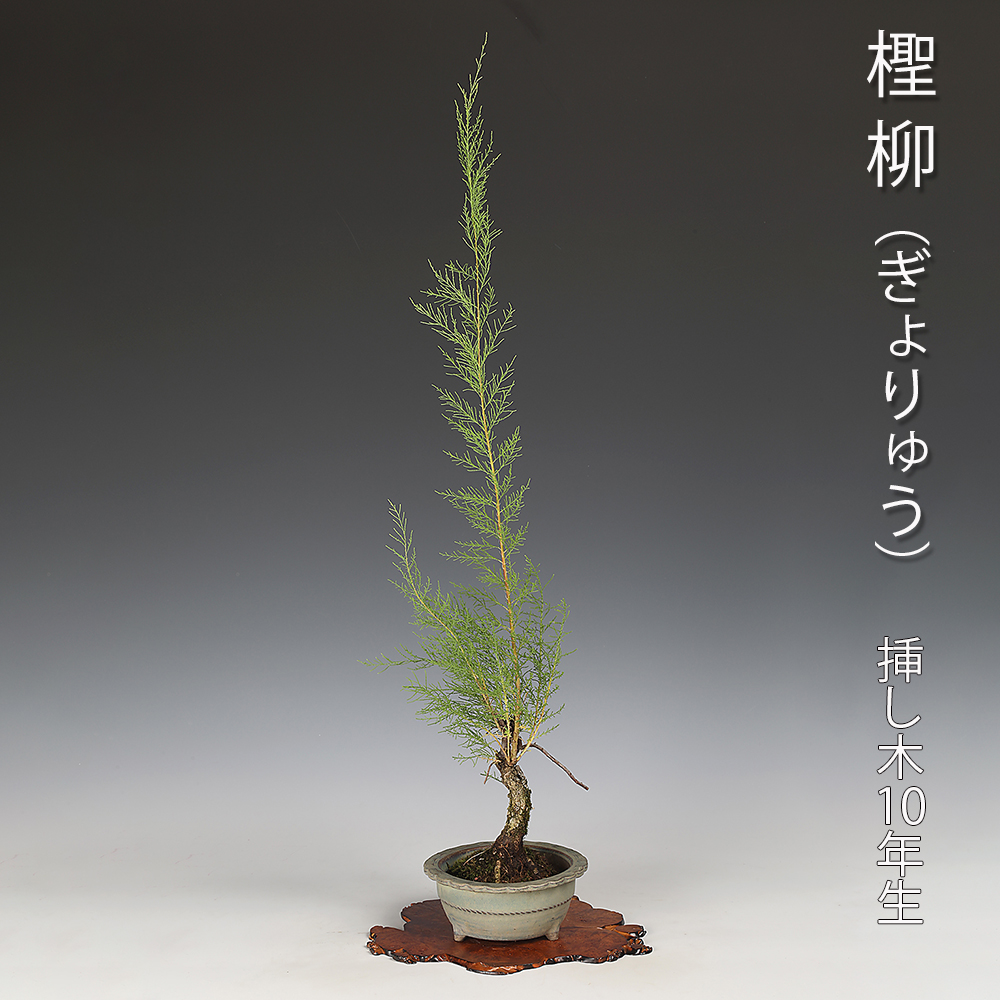 ぎょりゅう