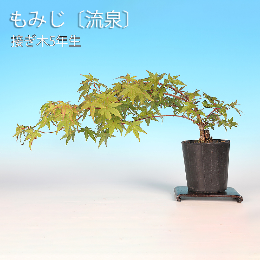 もみじ〔流泉〕