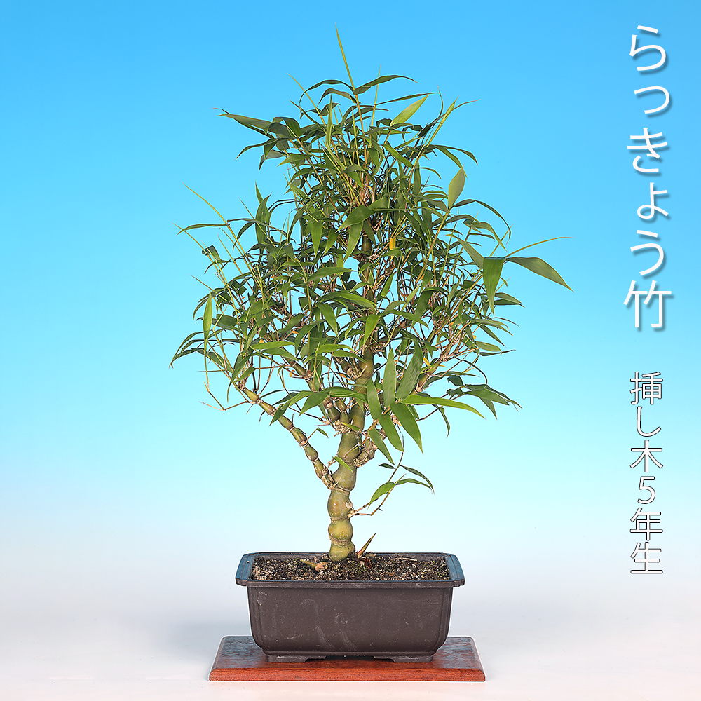 らっきょう竹