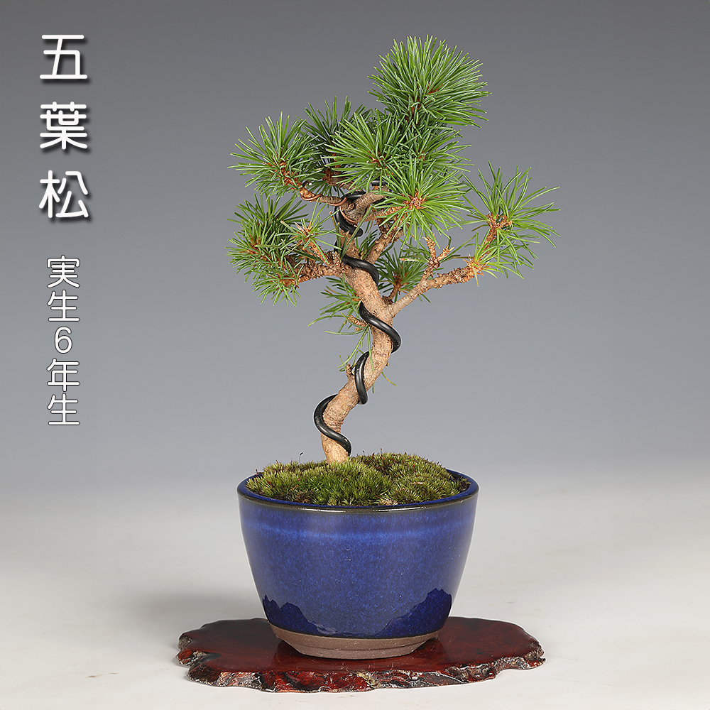 五葉松