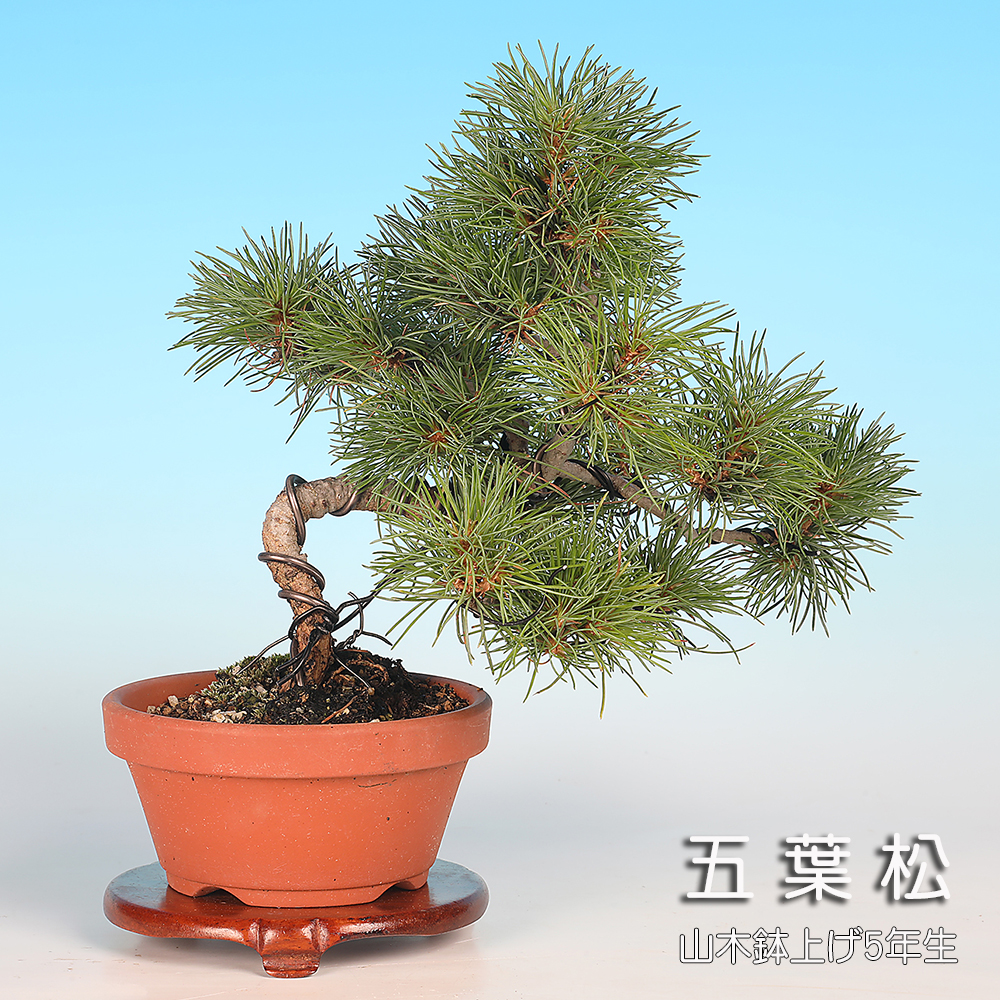 五葉松