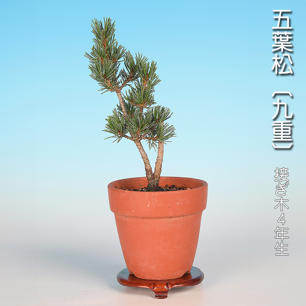 五葉松〔九重〕