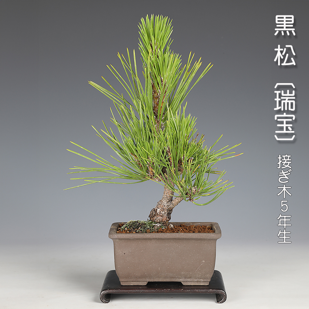 黒松〔瑞宝〕