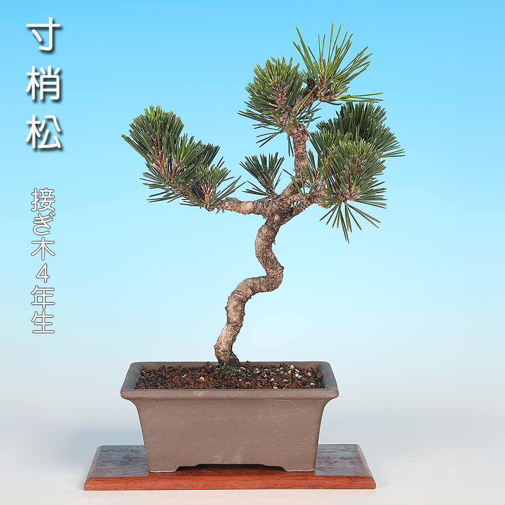 寸梢松
