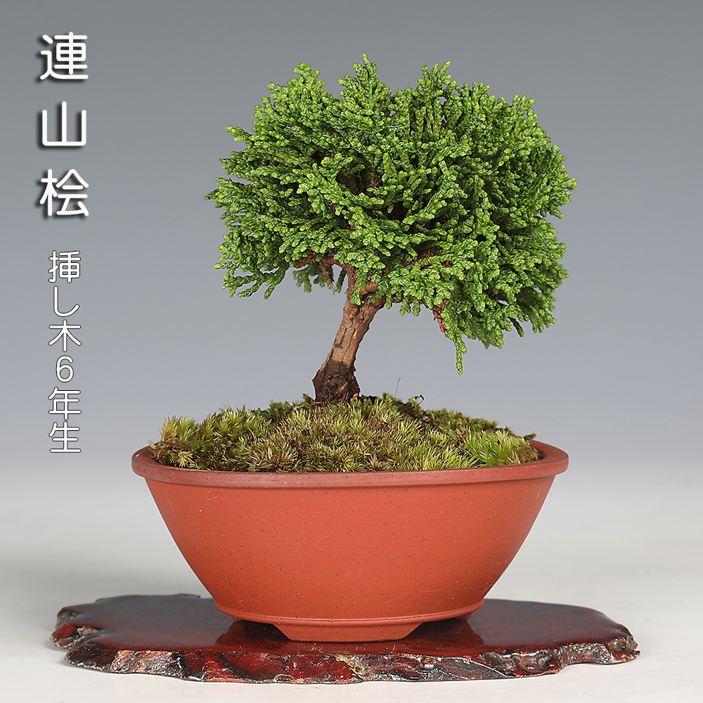 連山桧