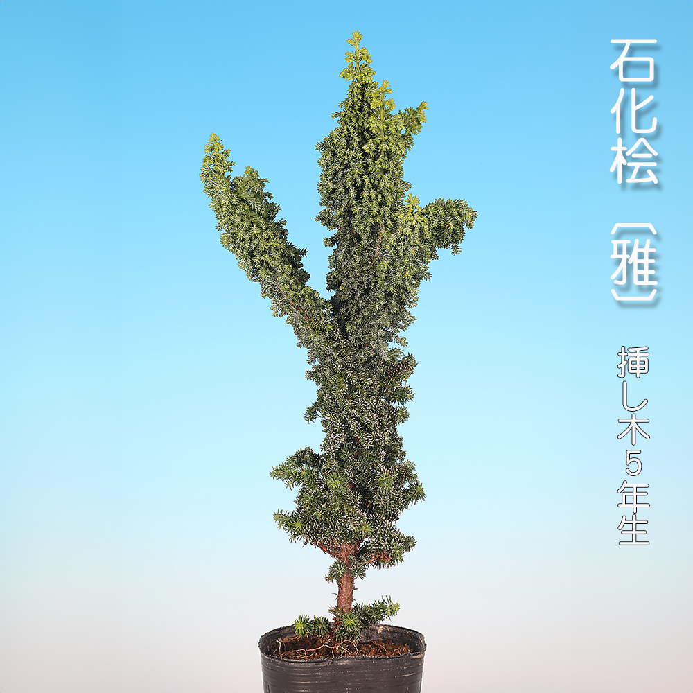 石化桧〔雅〕