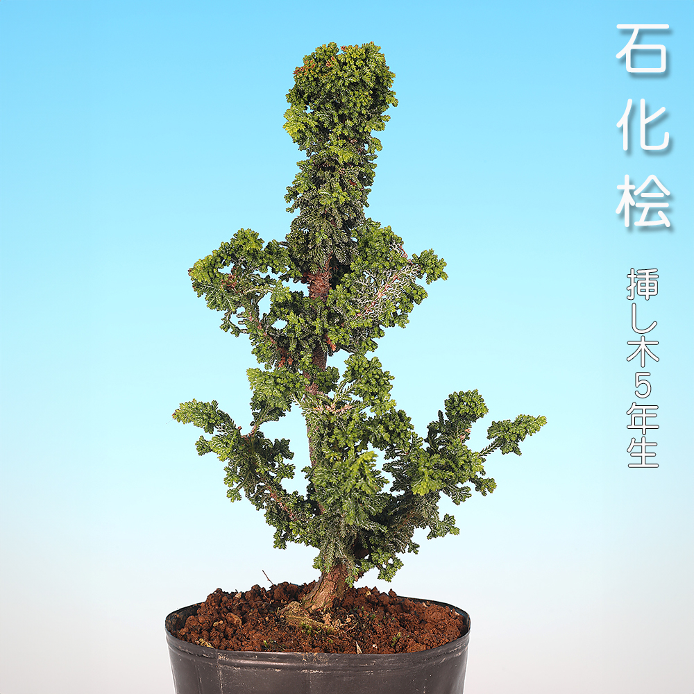 石化桧