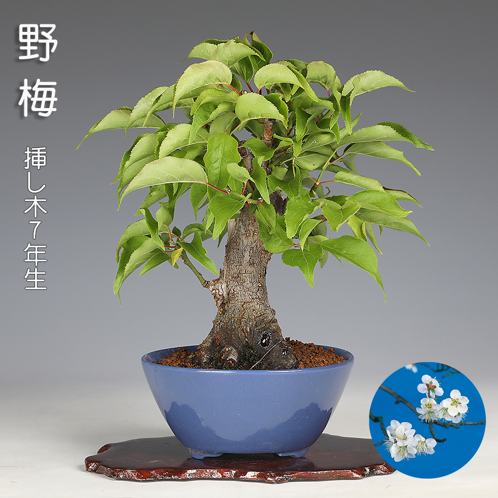 野梅