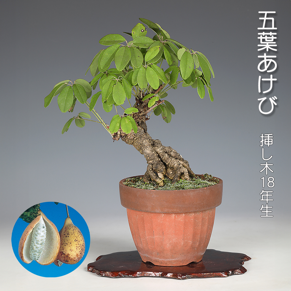 五ッ葉あけび