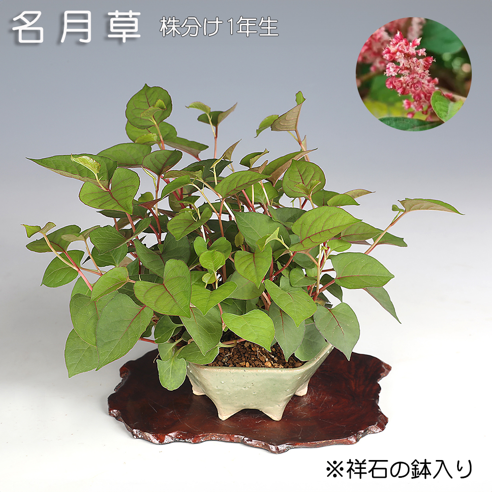 明月草