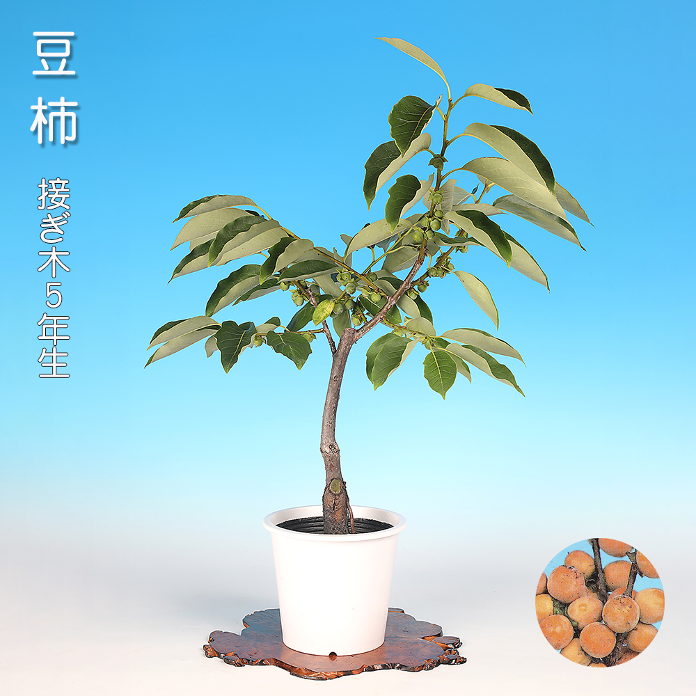 豆柿