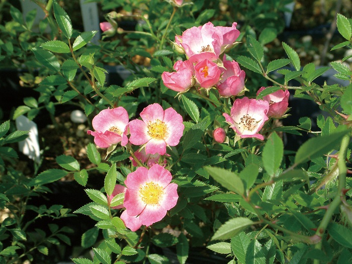 赤花ノイバラ「雅」