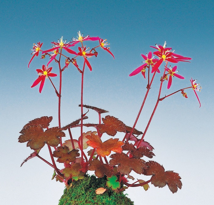 紅花ダイモンジソウ