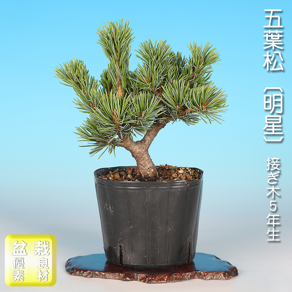 五葉松〔明星〕