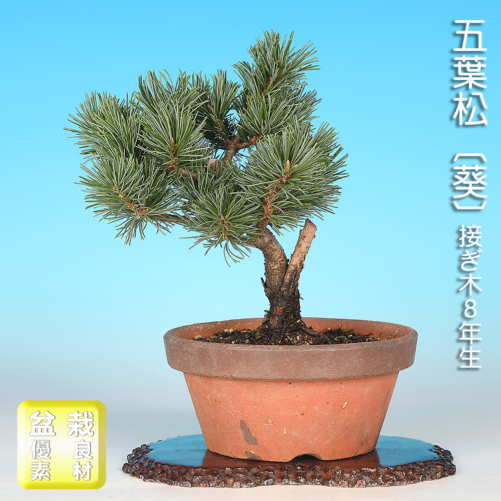 五葉松〔葵〕