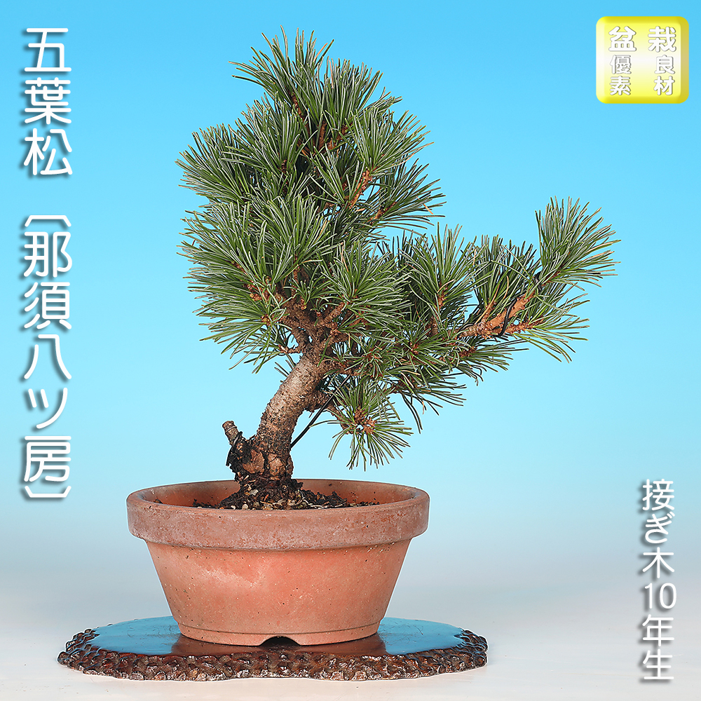 五葉松〔那須八ッ房〕