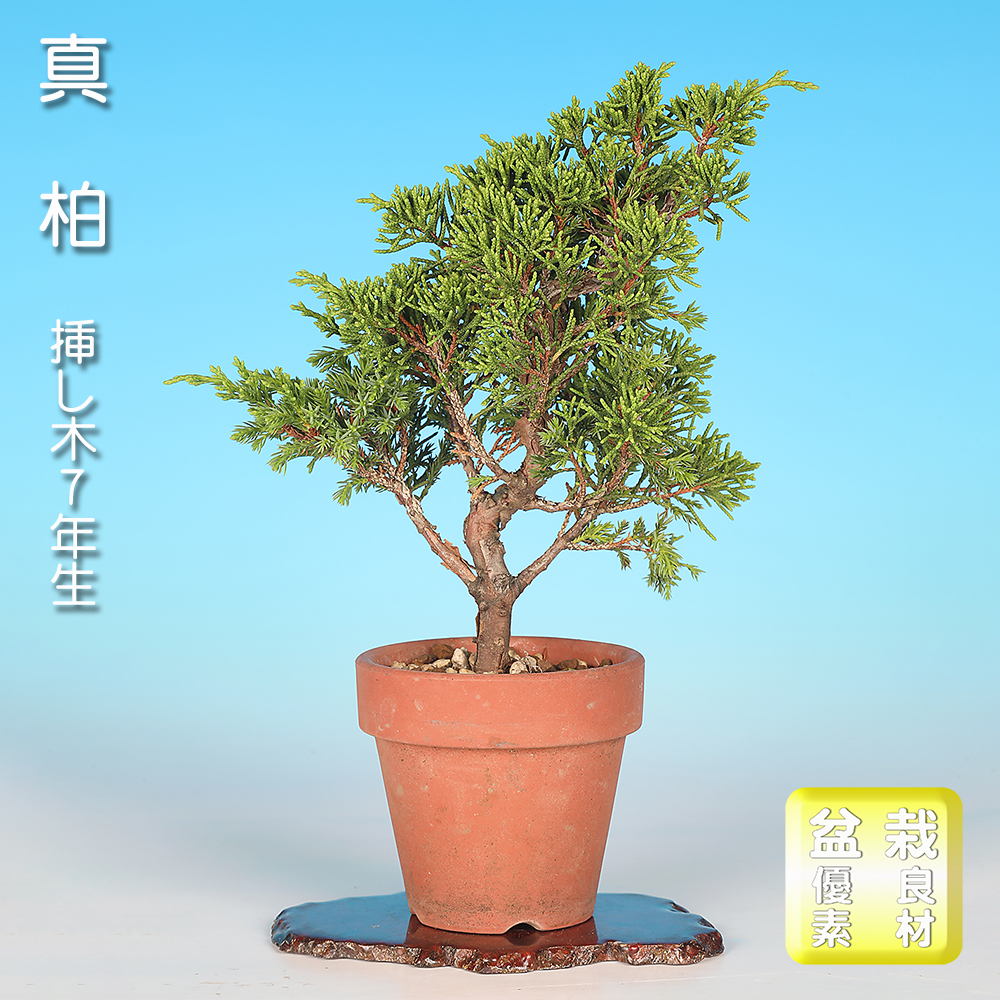 真柏