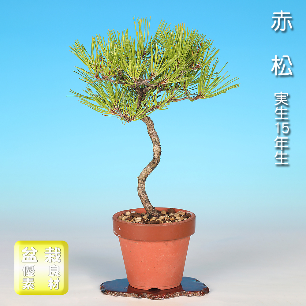 赤松