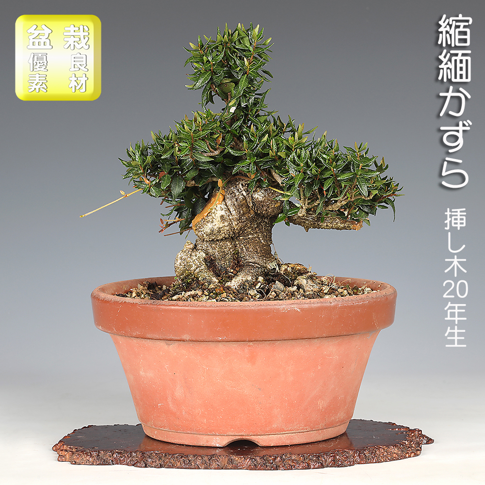 縮緬かずら