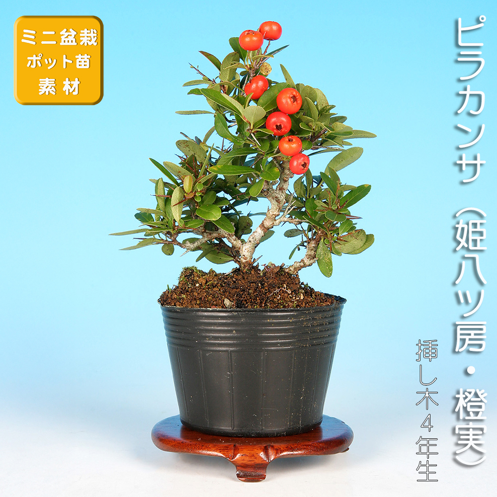 ピラカンサ（姫八ッ房・橙実）