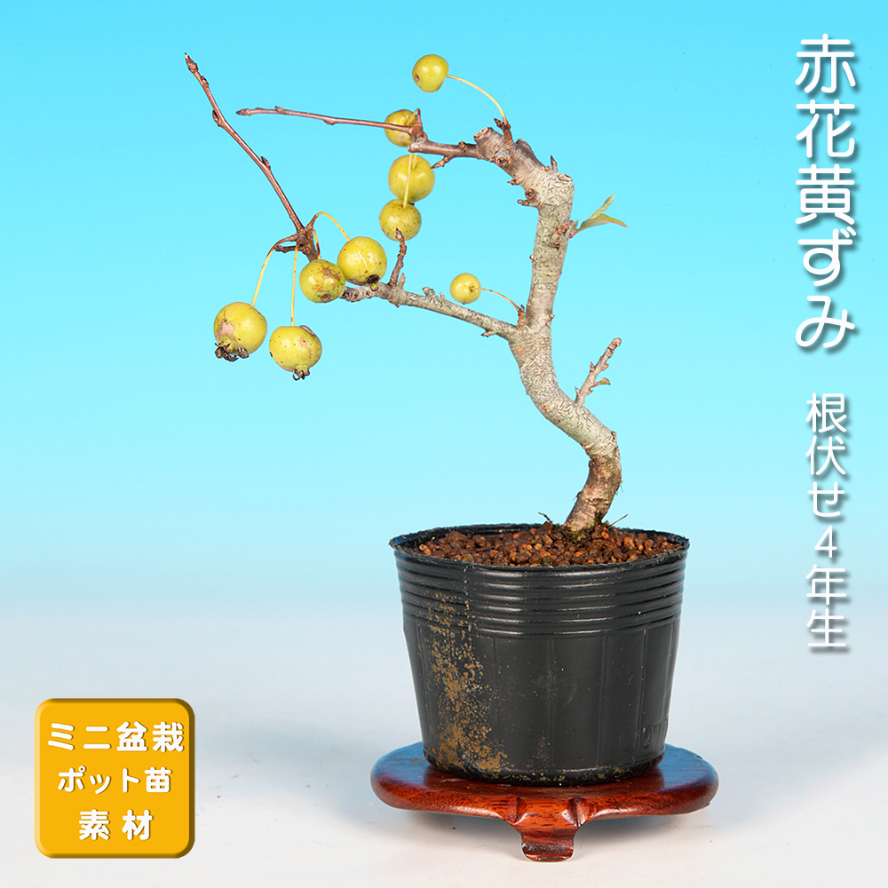 赤花黄ずみ