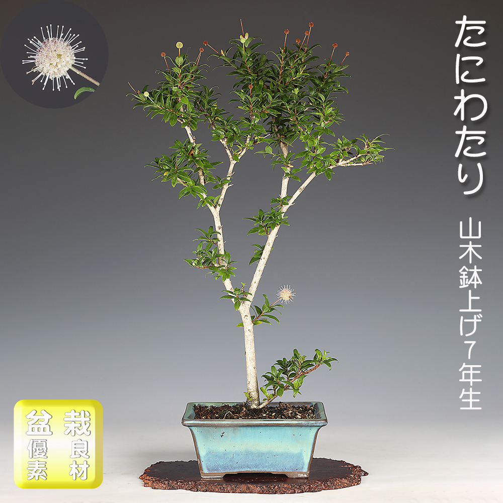 たにわたり