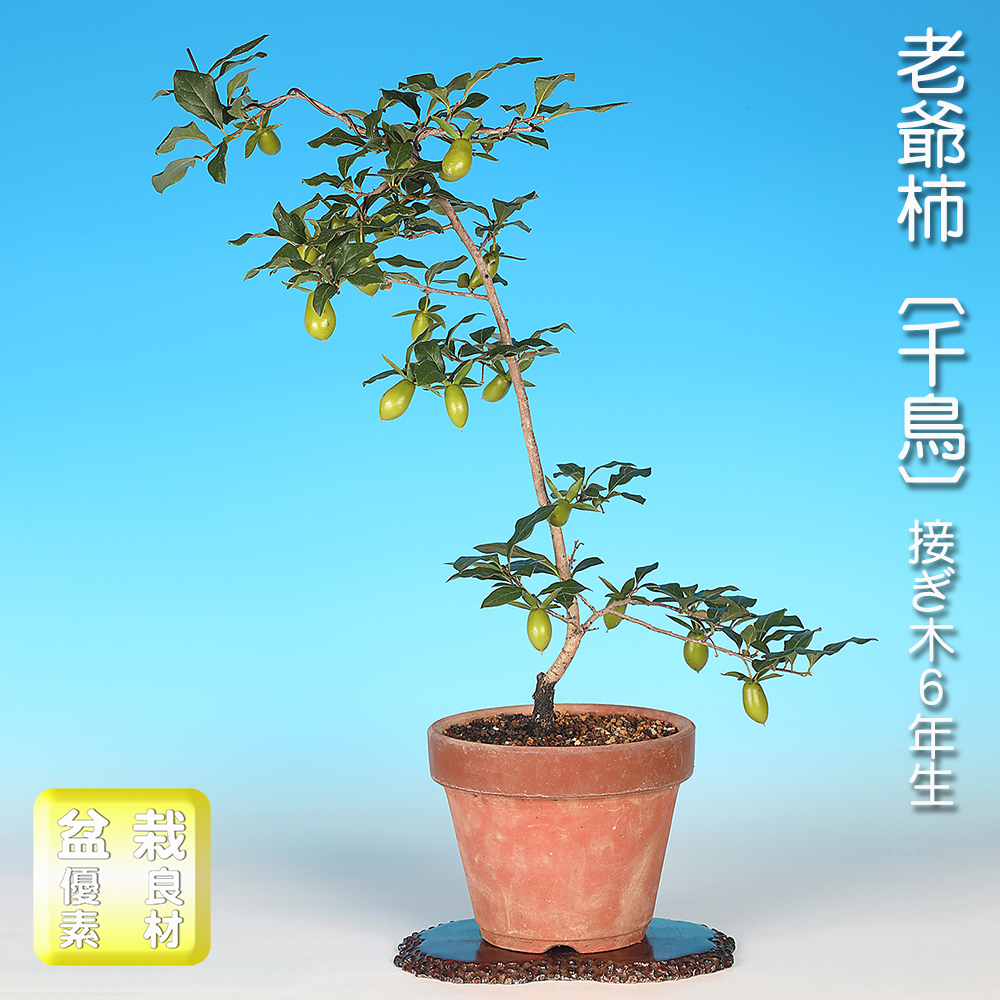 老爺柿〔千鳥〕