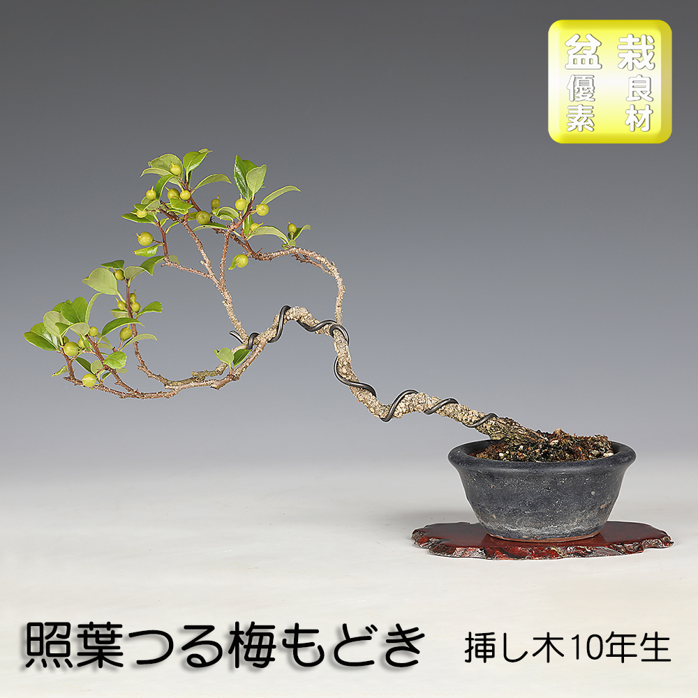 照葉つる梅もどき