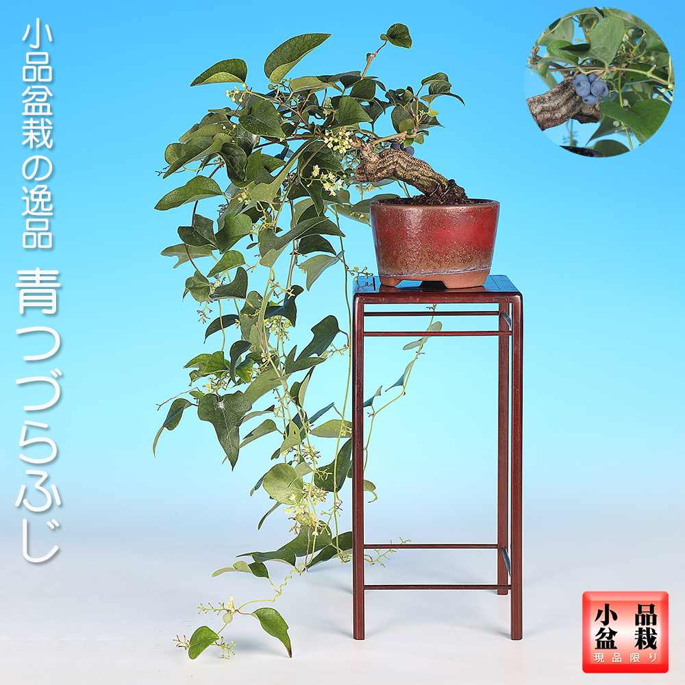青つづらふじ