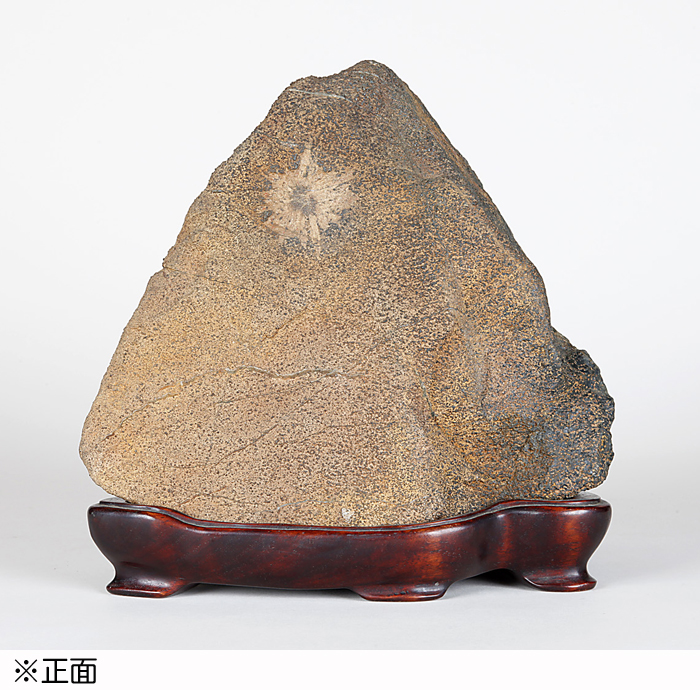 根尾菊花石