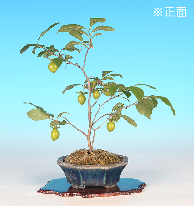 老爺柿〔秩父紅〕　【バーゲン特別価格】