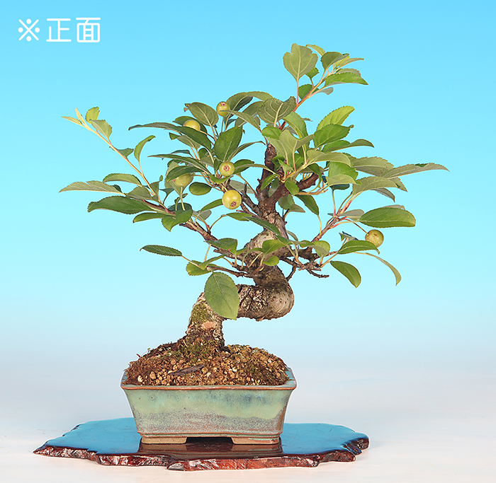 深山海棠　【バーゲン特別価格】