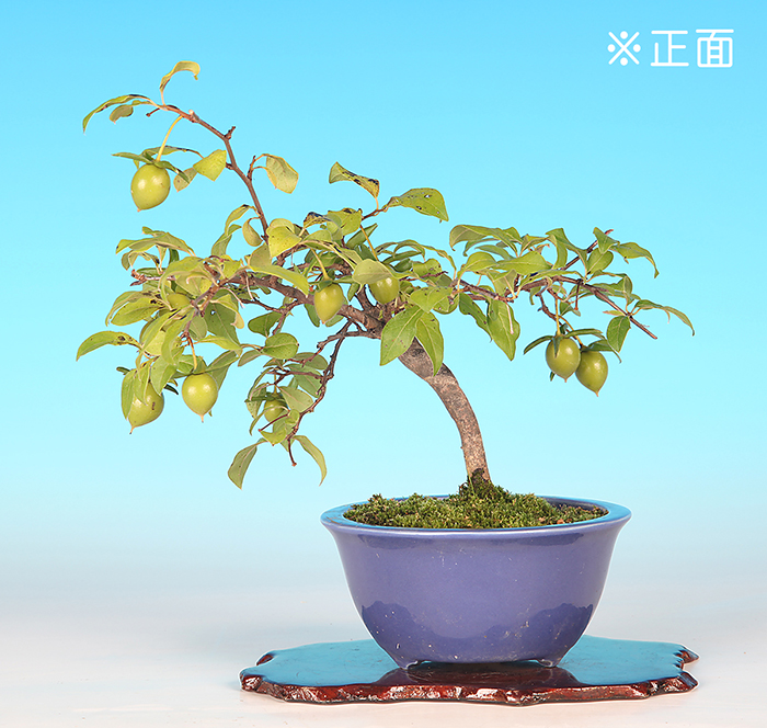 老爺柿〔四季紅〕　【バーゲン特別価格】