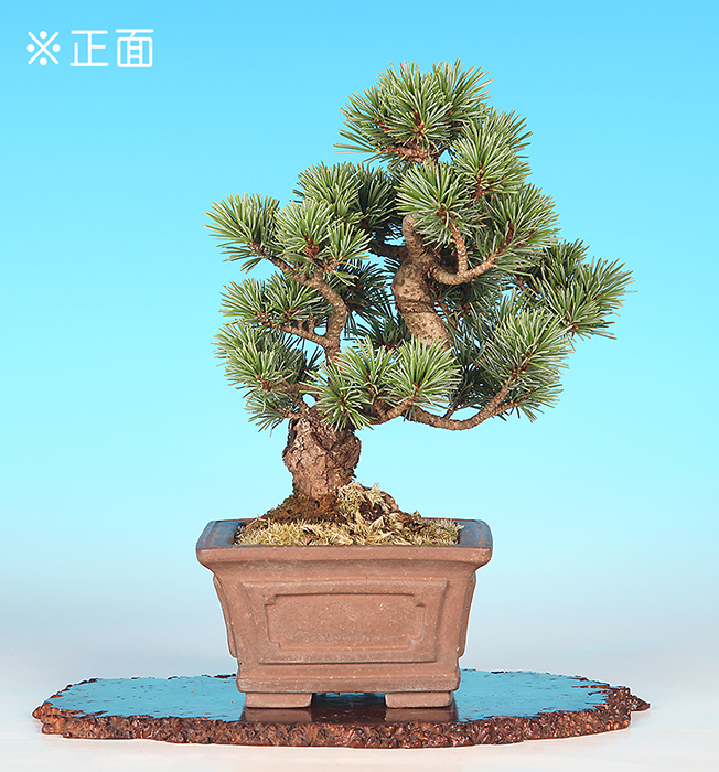 五葉松（那須立性）【バーゲン特別価格】
