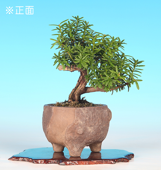 一位【バーゲン特別価格】