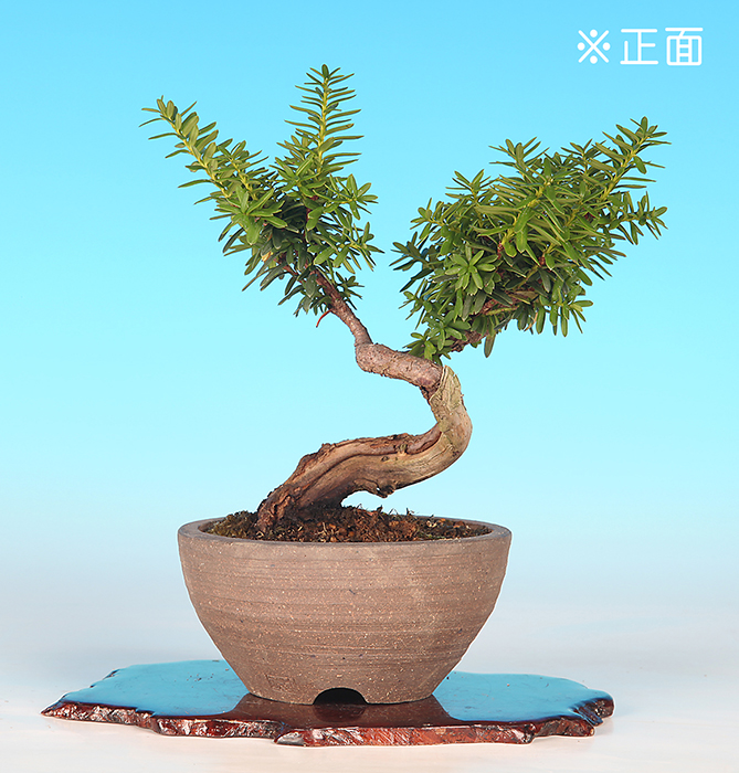 一位【バーゲン特別価格】