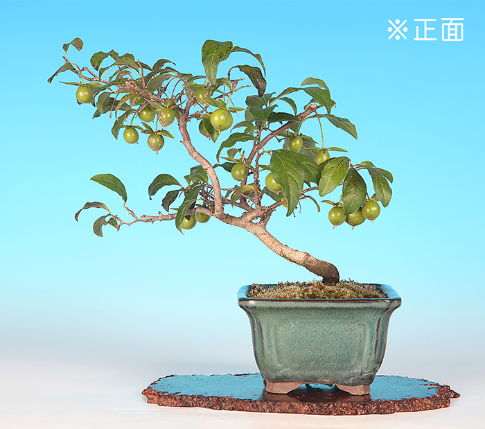 老爺柿〔楊貴妃〕　【バーゲン特別価格】
