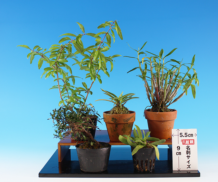 バラエティ５点お買い得セット【バーゲン特別価格】