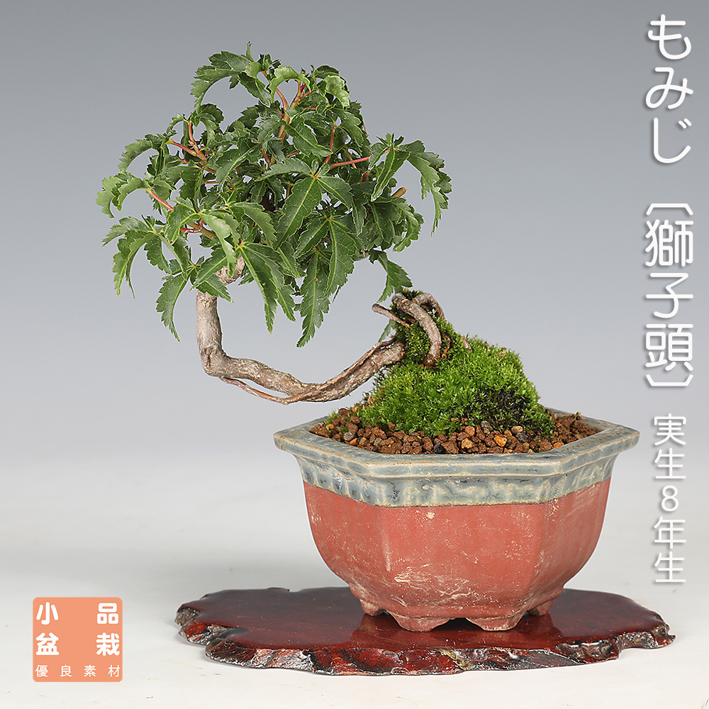 もみじ〔獅子頭〕A【バーゲン特別価格】