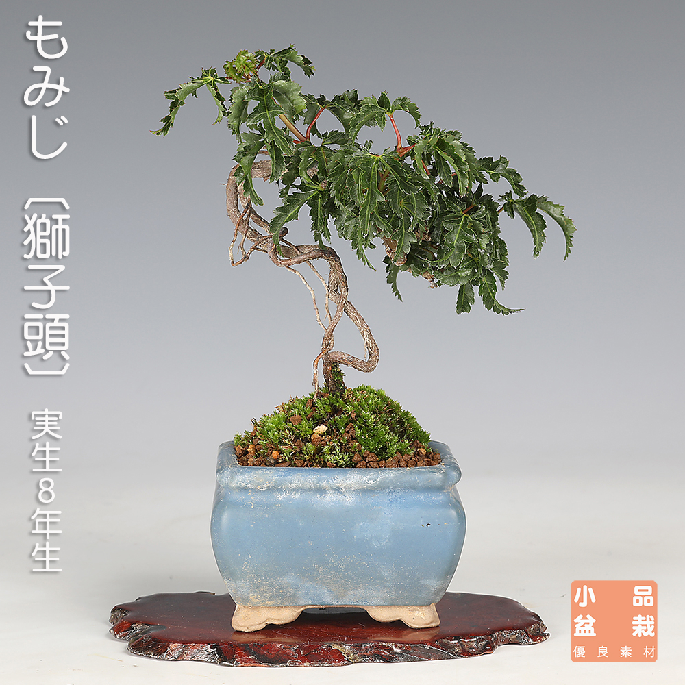 もみじ〔獅子頭〕B【バーゲン特別価格】
