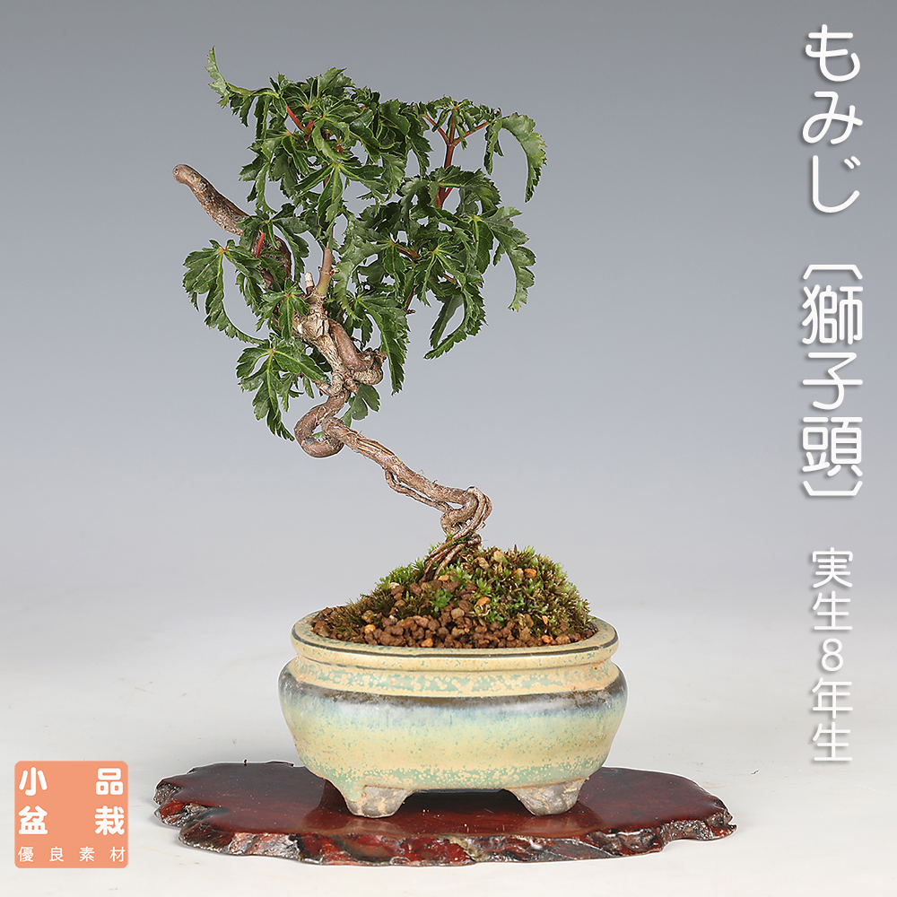 もみじ〔獅子頭〕C【バーゲン特別価格】