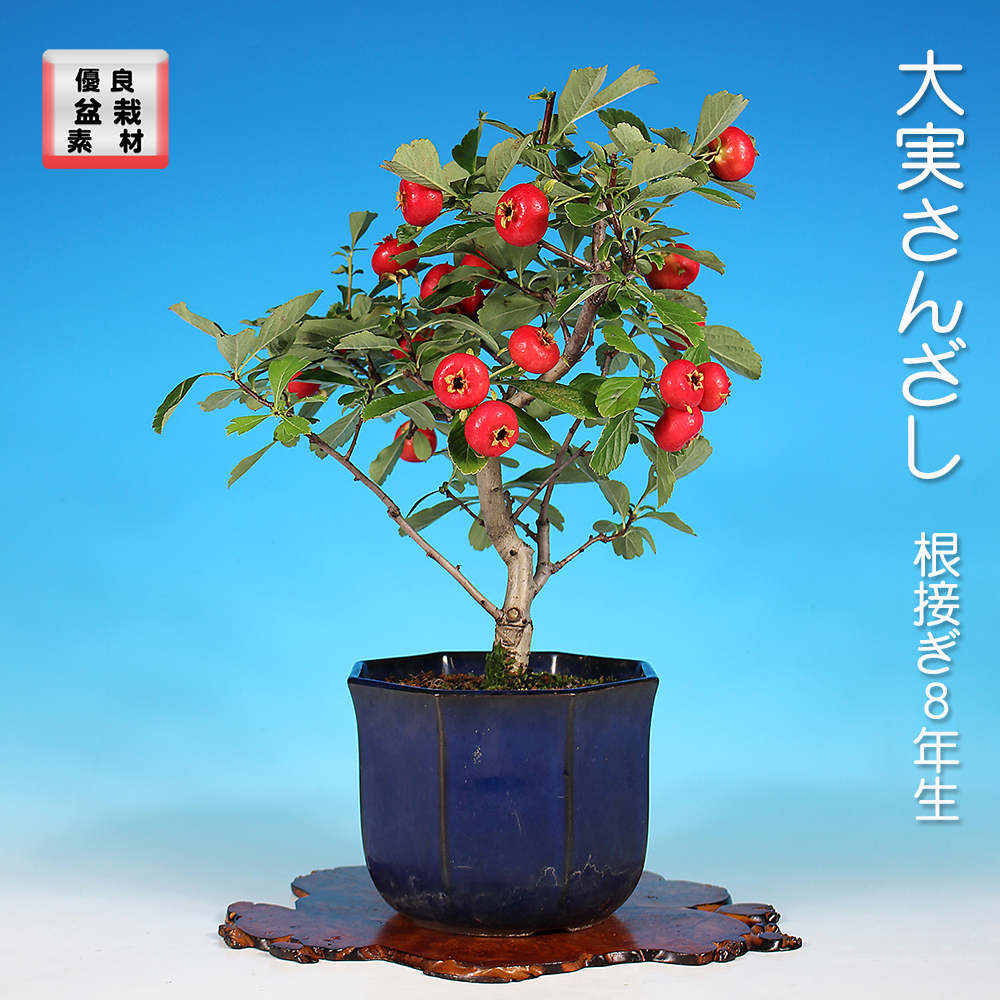 大実さんざし【バーゲン特別価格】